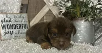 COCOA, a male Yorkshire Terrier for sale in Sharon, KS – 8 of 8