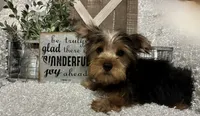 RUFUS, a male Yorkshire Terrier for sale in Sharon, KS – 4 of 10