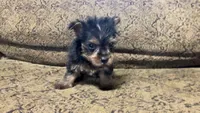 RONNIE, a male Yorkshire Terrier for sale in Sharon, KS – 7 of 7