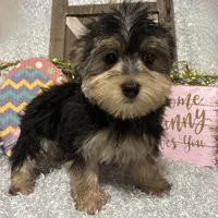 TOBY, a male Morkie for sale in Sharon, KS – Photo 7 of 8