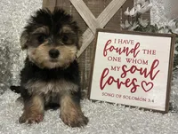 TOBY, a male Morkie for sale in Sharon, KS – Photo 5 of 8