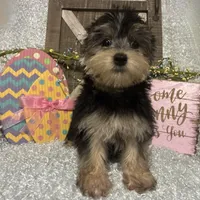 TOBY, a male Morkie for sale in Sharon, KS – Photo 1 of 8