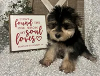 TOBY, a male Morkie for sale in Sharon, KS – Photo 4 of 8