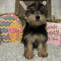 TOBY, a male Morkie for sale in Sharon, KS – Photo 5 of 8