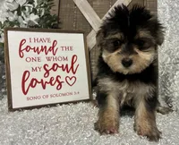 TOBY, a male Morkie for sale in Sharon, KS – Photo 7 of 8