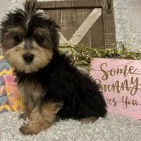 TOBY, a male Morkie for sale in Sharon, KS – Photo 2 of 8