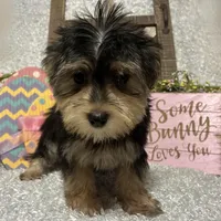 TOBY, a male Morkie for sale in Sharon, KS – Photo 4 of 8