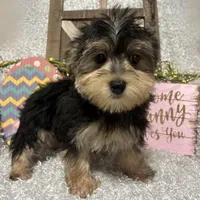 TOBY, a male Morkie for sale in Sharon, KS – Photo 3 of 8