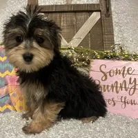 TOBY, a male Morkie for sale in Sharon, KS – Photo 6 of 8