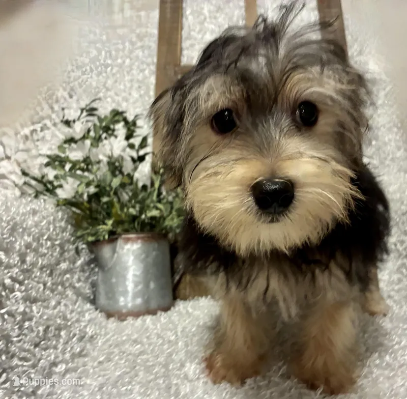 TOBY – Morkie puppy for sale in Sharon, KS