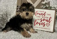 TOBY, a male Morkie for sale in Sharon, KS – Photo 2 of 8