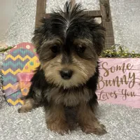 TOBY, a male Morkie for sale in Sharon, KS – Photo 8 of 8