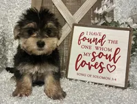 TOBY, a male Morkie for sale in Sharon, KS – Photo 1 of 8