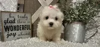 ANNA, a female Maltese for sale in Sharon, KS – 8 of 8