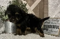 KING CHARLIE, a male Yorkipoo for sale in Sharon, KS – 4 of 8