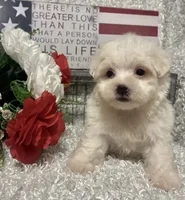 OLLIE, a male Maltese for sale in Sharon, KS – 5 of 8