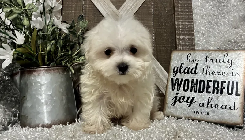 ANDY – Maltese puppy for sale in Sharon, KS