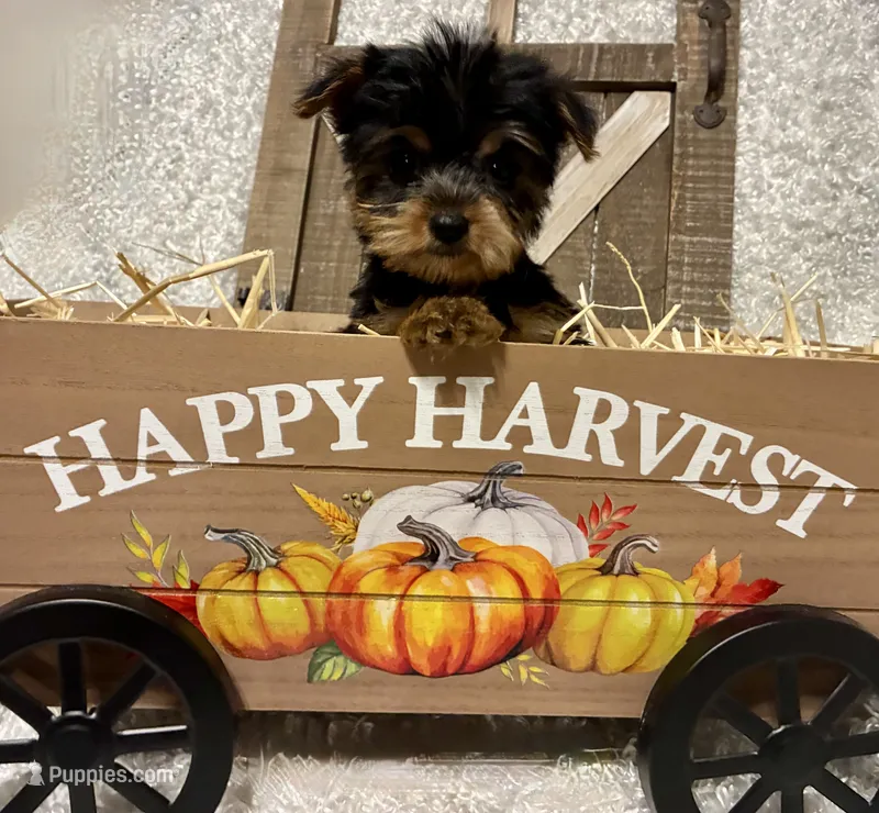SOPHIE – Yorkshire Terrier puppy for sale in Sharon, KS