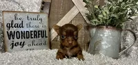 TINY TAMMY, a female Yorkshire Terrier for sale in Sharon, KS – 5 of 8