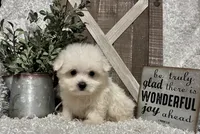ANDY, a male Maltese for sale in Sharon, KS – 7 of 8