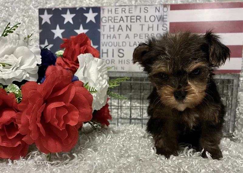 BOBBY – Yorkshire Terrier puppy for sale in Sharon, KS