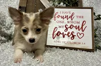 EVIE, a female Chihuahua for sale in Sharon, KS – Photo 4 of 8