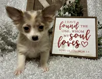 EVIE, a female Chihuahua for sale in Sharon, KS – Photo 2 of 8