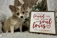 EVIE, a female Chihuahua for sale in Sharon, KS – Photo 8 of 8