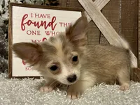 EVIE, a female Chihuahua for sale in Sharon, KS – Photo 5 of 8