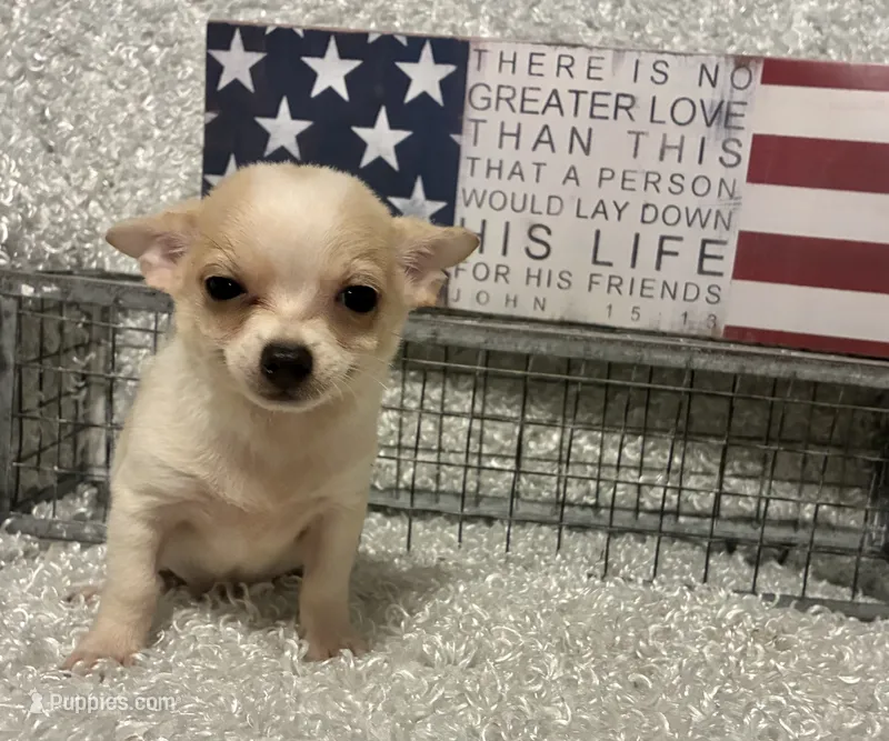 CHICO – Chihuahua puppy for sale in Sharon, KS