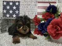 RUFUS, a male Yorkshire Terrier for sale in Sharon, KS – 8 of 10