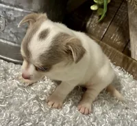 FELICITY, a female Chihuahua for sale in Sharon, KS – 4 of 8