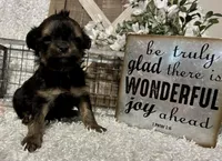 SIRI, a female Yorkipoo for sale in Sharon, KS – Photo 8 of 10