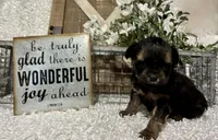 SIRI, a female Yorkipoo for sale in Sharon, KS – Photo 2 of 10