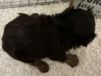 SIRI, a female Yorkipoo for sale in Sharon, KS – Photo 9 of 10