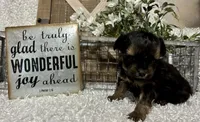 SIRI, a female Yorkipoo for sale in Sharon, KS – Photo 6 of 10