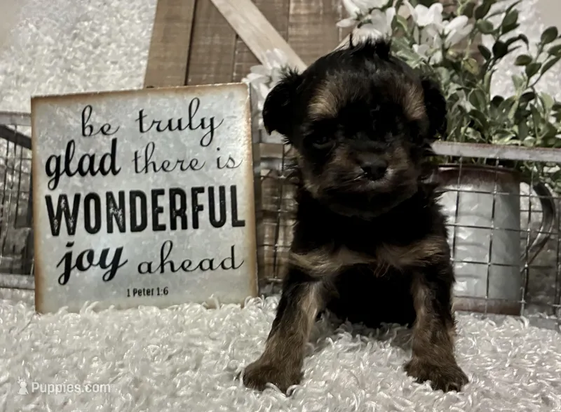 SIRI – Yorkipoo puppy for sale in Sharon, KS