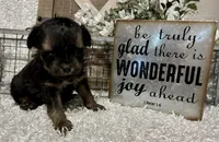 SIRI, a female Yorkipoo for sale in Sharon, KS – Photo 3 of 10