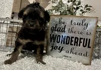 SIRI, a female Yorkipoo for sale in Sharon, KS – Photo 10 of 10