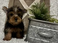 RUFUS, a male Yorkshire Terrier for sale in Sharon, KS – 3 of 8