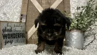 KING CHARLIE, a male Yorkipoo for sale in Sharon, KS – 6 of 8
