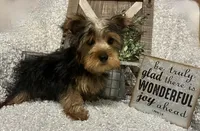 RUFUS, a male Yorkshire Terrier for sale in Sharon, KS – 9 of 10