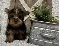 RUFUS, a male Yorkshire Terrier for sale in Sharon, KS – 8 of 8