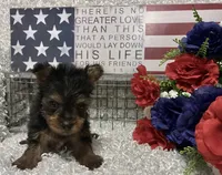 RONNIE, a male Yorkshire Terrier for sale in Sharon, KS – 2 of 7