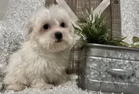 OLLIE, a male Maltese for sale in Sharon, KS – 6 of 8