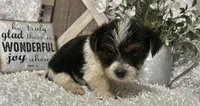 0RE0, a male Yorkshire Terrier for sale in Sharon, KS – 6 of 8