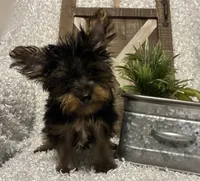 BRUTUS, a male Yorkshire Terrier for sale in Sharon, KS – 3 of 8