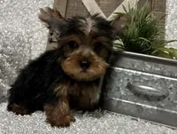 RUFUS, a male Yorkshire Terrier for sale in Sharon, KS – 7 of 8