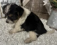 0RE0, a male Yorkshire Terrier for sale in Sharon, KS – 8 of 8