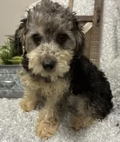 MILTON, a male Poodle - Toy  for sale in Sharon, KS – 3 of 10
